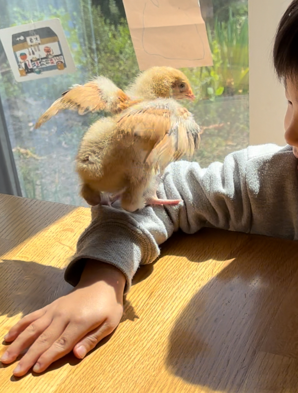 リカ@今世生き残りサバイバリストでプレッパー『今世を快適に生き抜く近未来対策と防災術』